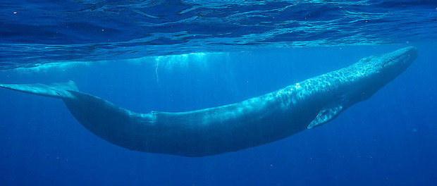 Blue-whales-Pacific-Ocean-California-Near-extinction-endangered-species-Wildlife