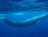 Blue-whales-Pacific-Ocean-California-Near-extinction-endangered-species-Wildlife