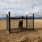 Radioactive Wild Boars Roaming Fukushima’s Nuclear Wastelands