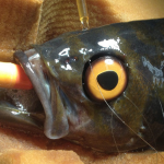 Fish Gets Fake Eye So He Won’t Be Bullied
