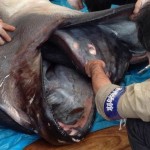 Huge Megamouth Shark Found in Philippines
