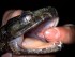 sulawesi-rare-frog-new-species-macrocephalus_38986_600x450