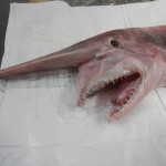 Rare Vampire Shark Caught in Australia VIDEO