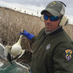 Thousands of Snow Geese Drop Dead in Idaho VIDEO