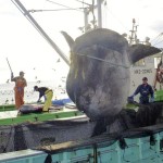 Mystery Blob in Pacific Ocean Causing Strange Animals to Surface