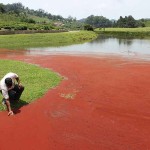 Water in India Turns Blood Red VIDEO