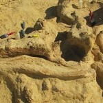Egyptian Fossil Reveals Whale Inside Whale Eaten by a Shark