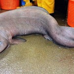 Huge Rare Prehistoric Shark Caught off Scotland’s Coast