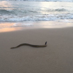 Deadly Sea Snakes Wash Up on California Coast