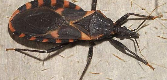 KIssing-bug