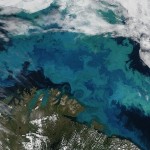 Mysterious Life Form Taking Over the Oceans Baffling Scientists