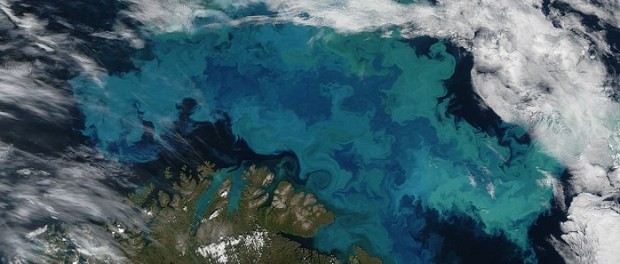 1024px-bloom_in_the_barents_sea