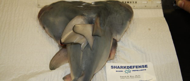 2_headed_shark_008